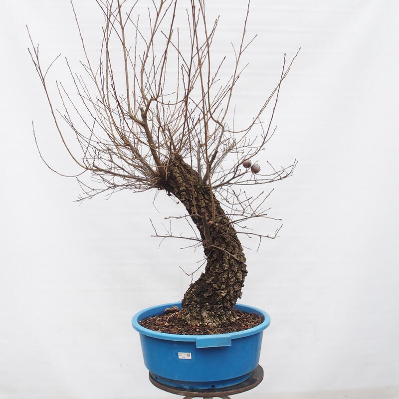 Yamadori - Quercus Ilex - Dąb ostrokrzewowy