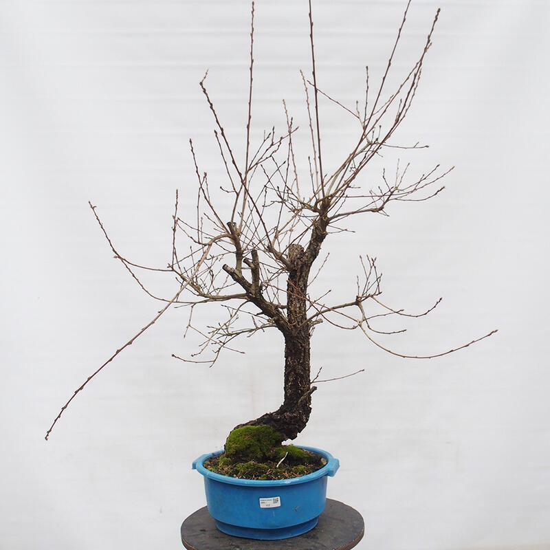 Yamadori - Quercus Ilex - Dąb ostrokrzewowy