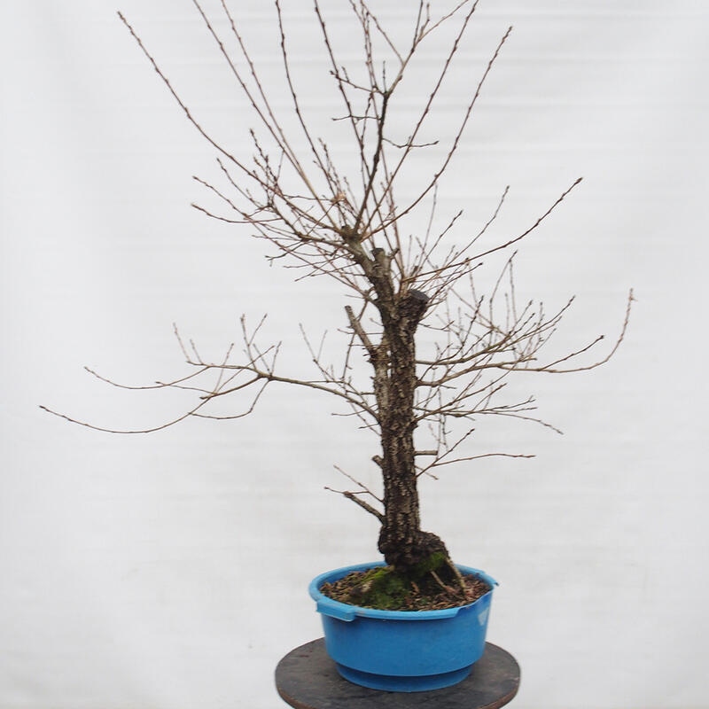 Yamadori - Quercus Ilex - Dąb ostrokrzewowy