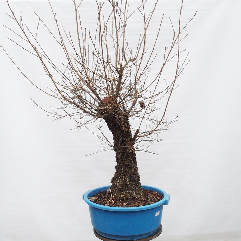 Yamadori - Quercus Ilex - Dąb ostrokrzewowy