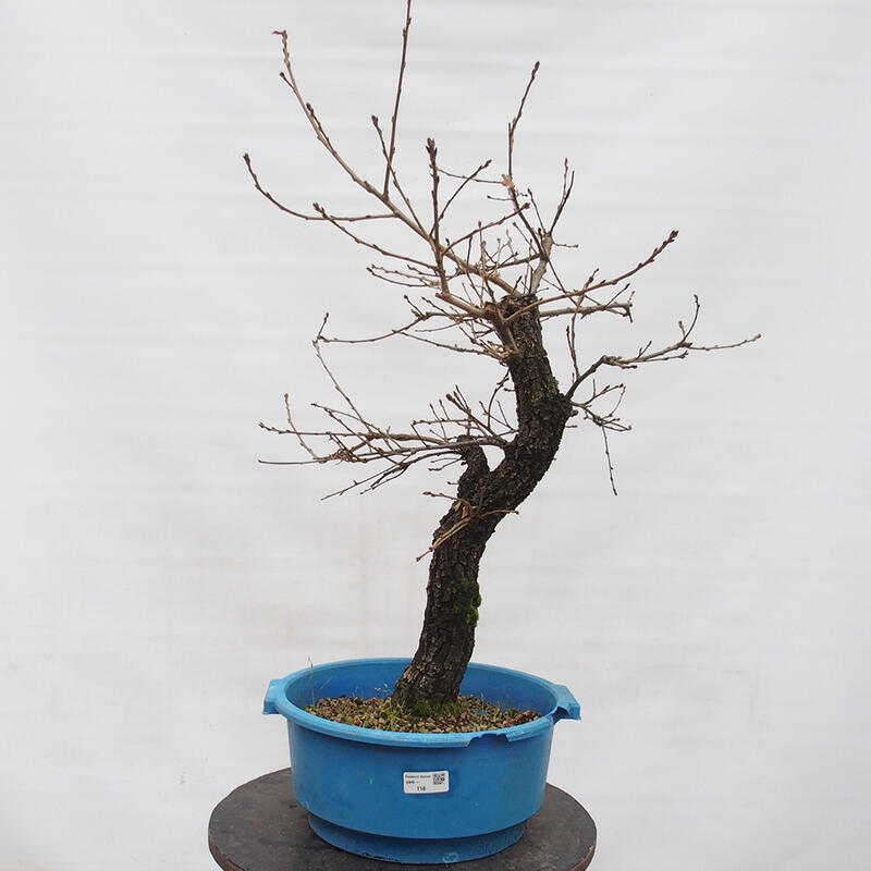 Yamadori - Quercus Ilex - Dąb ostrokrzewowy