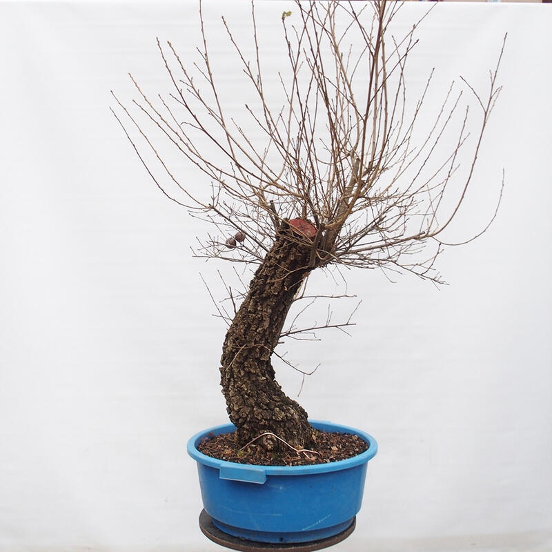 Yamadori - Quercus Ilex - Dąb ostrokrzewowy