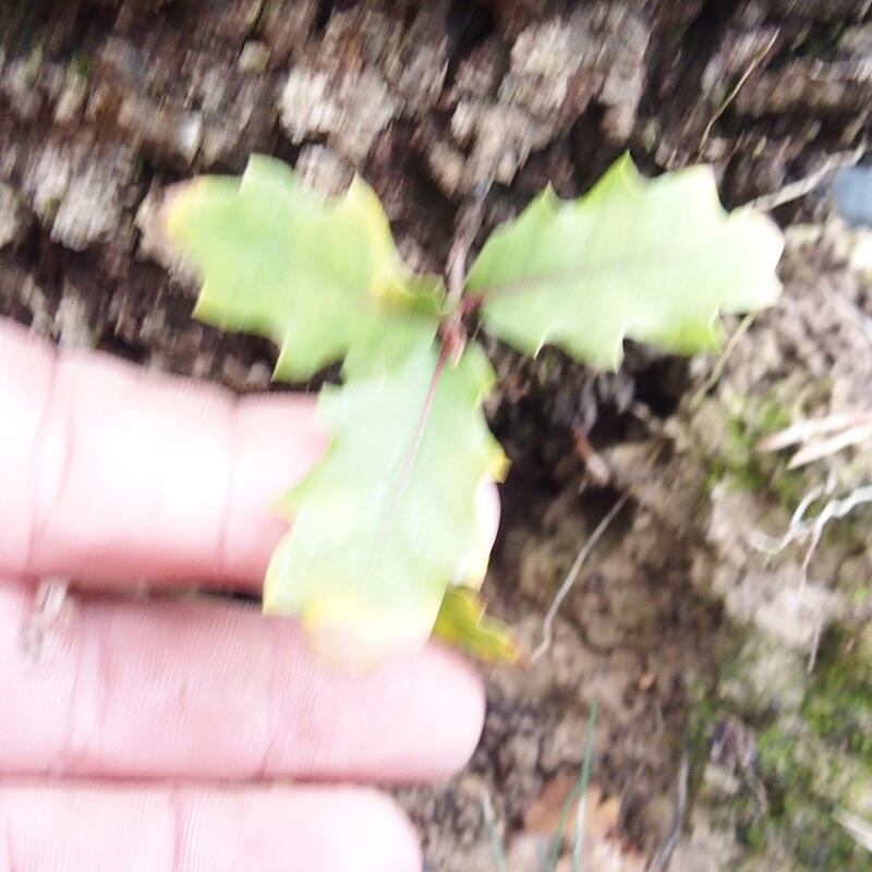 Yamadori - Quercus Ilex - Dąb ostrokrzewowy