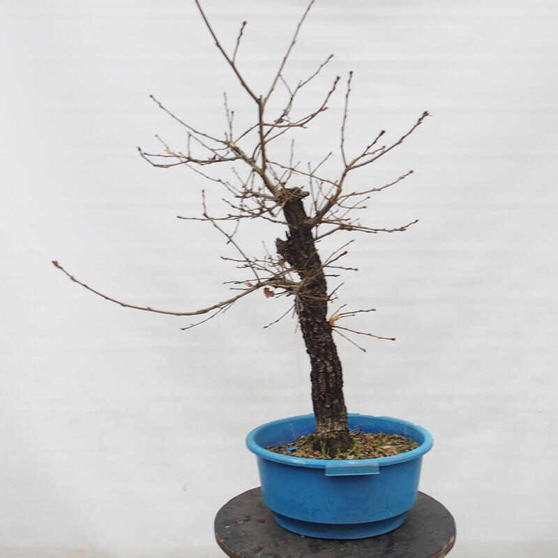 Yamadori - Quercus Ilex - Dąb ostrokrzewowy